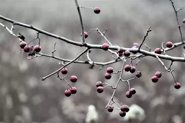 Free download Mood Sprig Fruit -  free free photo or picture to be edited with GIMP online image editor