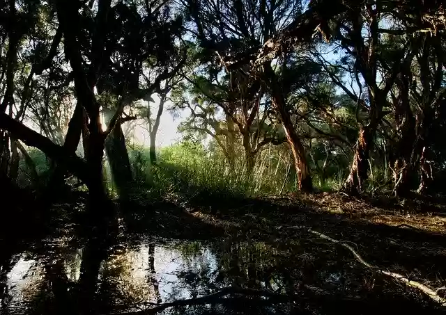 Free download Moody Sunrise Trees -  free photo or picture to be edited with GIMP online image editor