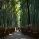 Moonlit Bamboo Forest  screen for extension Chrome web store in OffiDocs Chromium