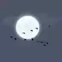 Moonlit Night Migration  screen for extension Chrome web store in OffiDocs Chromium