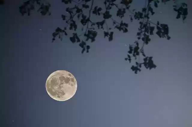 Free download Moon Night Leaves -  free photo or picture to be edited with GIMP online image editor