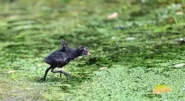 Free download moorhen chick swamp bird nature free picture to be edited with GIMP free online image editor