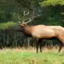 Moose: The Majestic Giant of the Forest  screen for extension Chrome web store in OffiDocs Chromium