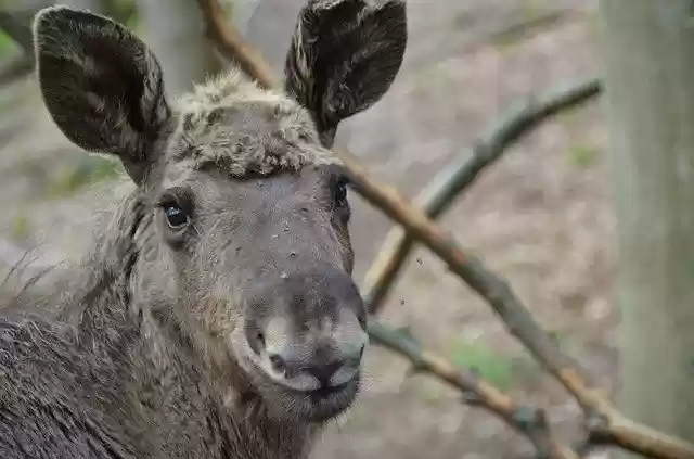 Free download Moose Young Nature Animal -  free photo or picture to be edited with GIMP online image editor
