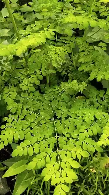Free download Moringa Oleifera Drumstick -  free photo or picture to be edited with GIMP online image editor