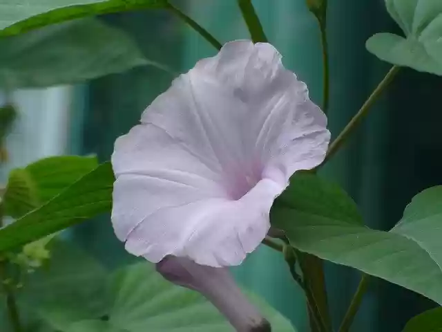 Free download Morning Glory Flower -  free photo or picture to be edited with GIMP online image editor