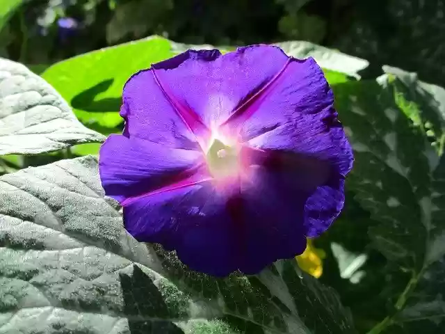 Descarga gratuita Morning Glory Purple Flower - foto o imagen gratuita para editar con el editor de imágenes en línea GIMP