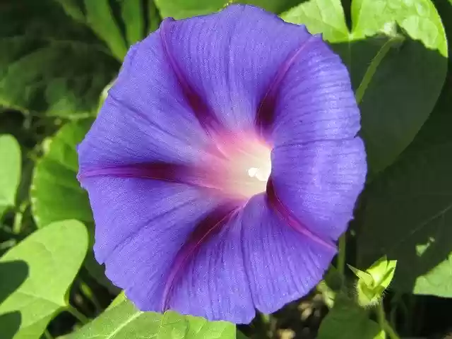 Free download Morning Glory Violet Shines -  free photo or picture to be edited with GIMP online image editor