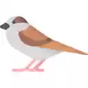 Morning Sparrow Stillness  screen for extension Chrome web store in OffiDocs Chromium