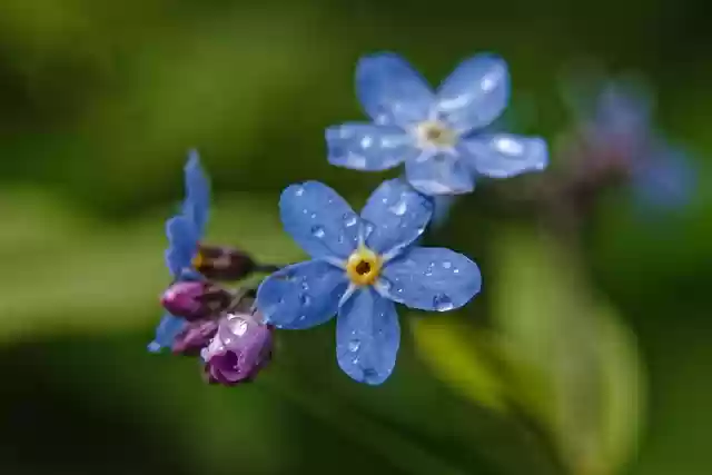 Free download morning summer forget me not plant free picture to be edited with GIMP free online image editor