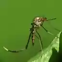 mosquito wallpaper  screen for extension Chrome web store in OffiDocs Chromium