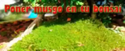 Free download moss123 free photo or picture to be edited with GIMP online image editor