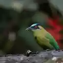 Moss colored bird with red eyes  screen for extension Chrome web store in OffiDocs Chromium