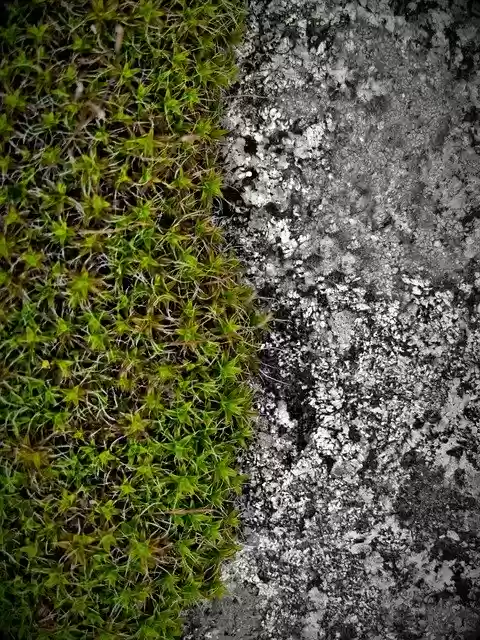 Free download Moss Contrast Rock -  free free photo or picture to be edited with GIMP online image editor