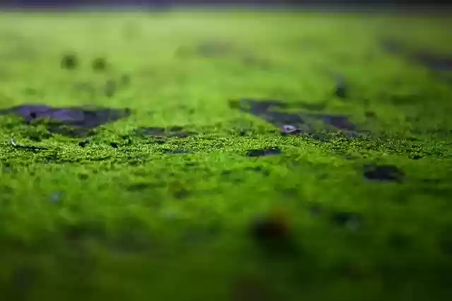 Free download Mosses Moss Green -  free photo or picture to be edited with GIMP online image editor