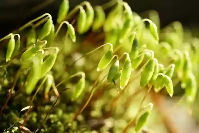 Free download moss flowering moss sporangia free picture to be edited with GIMP free online image editor