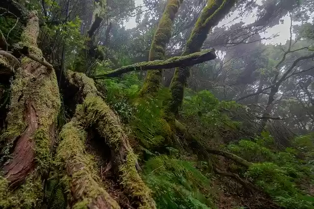 বিনামূল্যে ডাউনলোড করুন Moss Fog Trees - বিনামূল্যে ছবি বা ছবি GIMP অনলাইন ইমেজ এডিটর দিয়ে সম্পাদনা করতে হবে
