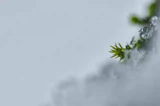 Free download moss frost winter plant cold free picture to be edited with GIMP free online image editor