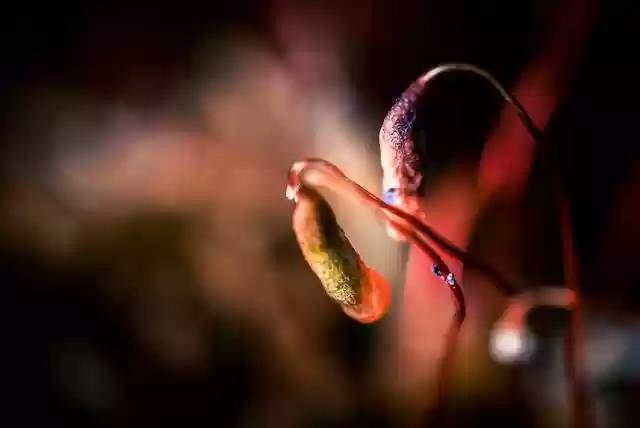 Free download moss fruit botany growth macro free picture to be edited with GIMP free online image editor