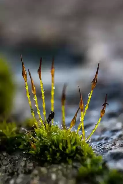 Free download moss lichen nature macro free picture to be edited with GIMP free online image editor