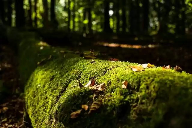 Free download Moss Log Forest -  free photo or picture to be edited with GIMP online image editor