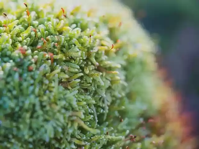 Free download moss macro forest spores free picture to be edited with GIMP free online image editor