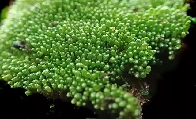 Free download Moss Macro Green -  free photo or picture to be edited with GIMP online image editor