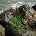 Moss on sea rocks  screen for extension Chrome web store in OffiDocs Chromium