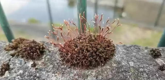 Free download Moss Plant Stone -  free photo or picture to be edited with GIMP online image editor