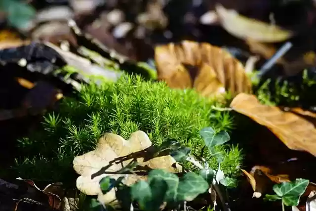 Free download moss polytrichum commune free picture to be edited with GIMP free online image editor