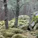 moss stone  screen for extension Chrome web store in OffiDocs Chromium