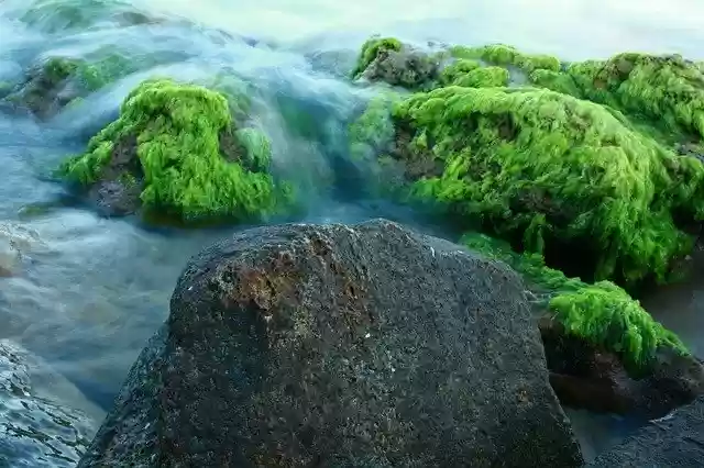 Free download Moss Stone Marine -  free photo or picture to be edited with GIMP online image editor