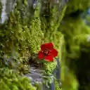 Moss wall  screen for extension Chrome web store in OffiDocs Chromium