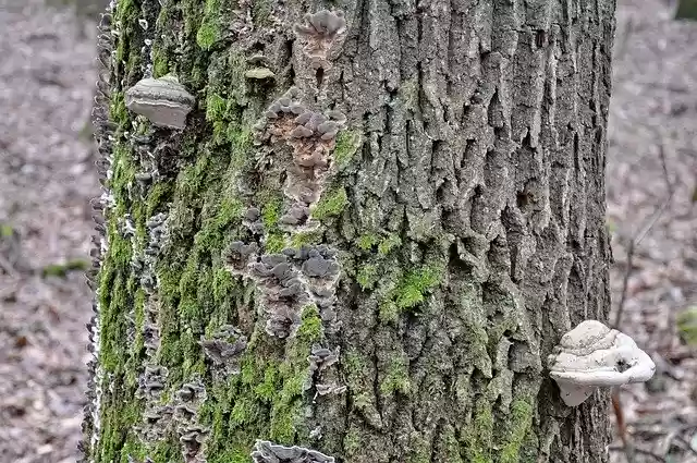 Free download Mossy Tree Trunk Tinder Fungus -  free photo or picture to be edited with GIMP online image editor