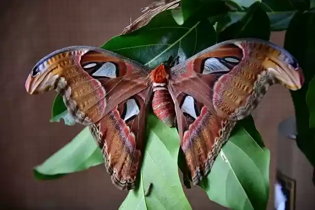 Free download Moth Atlantis Butterfly -  free photo or picture to be edited with GIMP online image editor