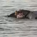 Mother and baby hippopotamus  screen for extension Chrome web store in OffiDocs Chromium