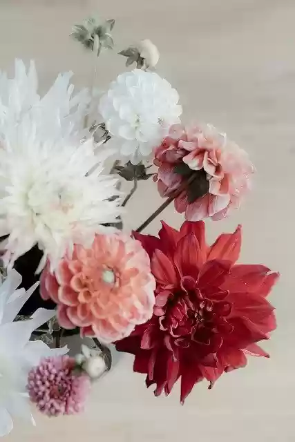 Free download Mothersday Dahlia Still Life -  free photo or picture to be edited with GIMP online image editor