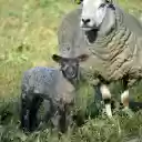 Mother Sheep and Baby Sheep  screen for extension Chrome web store in OffiDocs Chromium