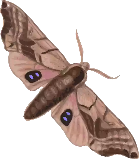 Free download Moth Insect Animal - Free vector graphic on Pixabay free illustration to be edited with GIMP free online image editor