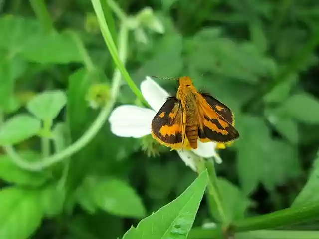 Bezpłatne pobieranie Moth Insect Antennae - darmowe zdjęcie lub zdjęcie do edycji za pomocą internetowego edytora obrazów GIMP