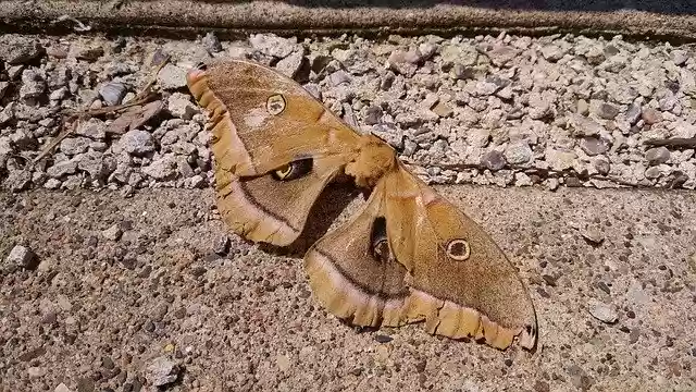 Free download Moth Insect Nature -  free photo or picture to be edited with GIMP online image editor