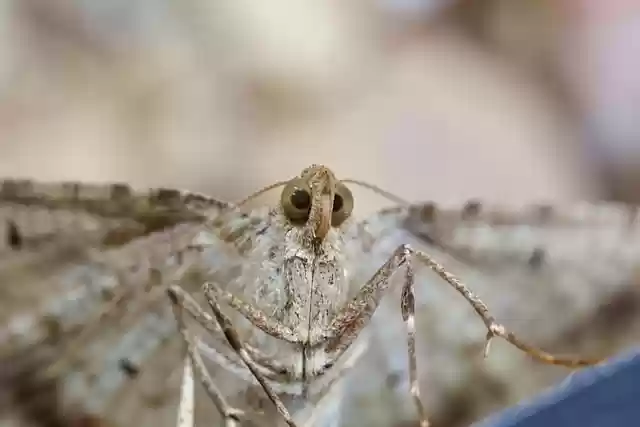 Free download moth insect syneora hemeropa animal free picture to be edited with GIMP free online image editor