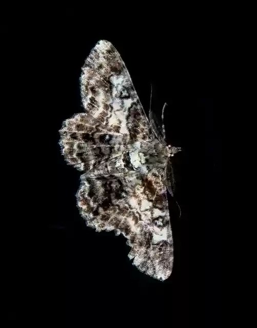 Free download Moth Large Insect -  free photo or picture to be edited with GIMP online image editor