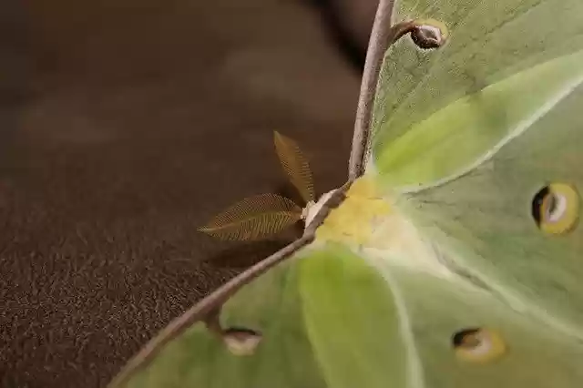 Free download Moth Luna -  free photo or picture to be edited with GIMP online image editor