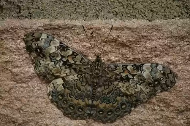 Free download Moth Mariposa Butterflies -  free photo or picture to be edited with GIMP online image editor