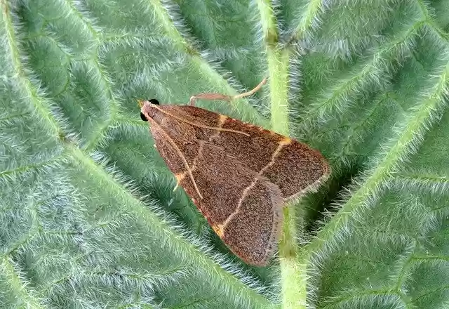 Téléchargement gratuit de Moth Micro Macro - photo ou image gratuite à éditer avec l'éditeur d'images en ligne GIMP