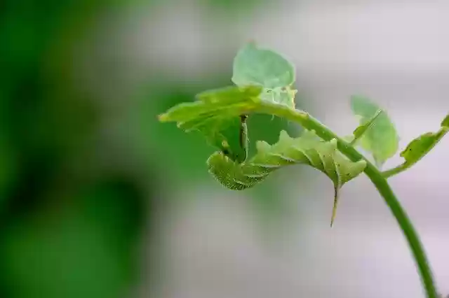 Free download Moth Nature Green free photo template to be edited with GIMP online image editor