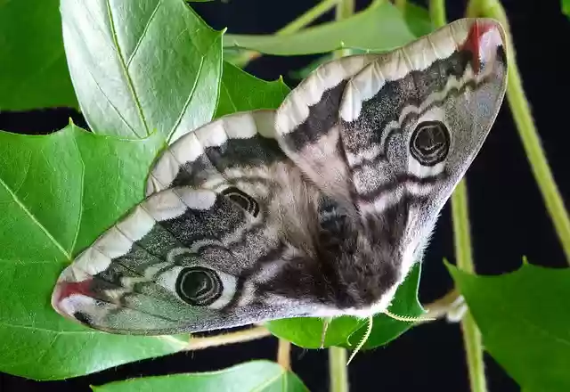 GIMP çevrimiçi görüntü düzenleyici ile düzenlenecek ücretsiz Moth Wings Anten ücretsiz fotoğraf şablonu indir