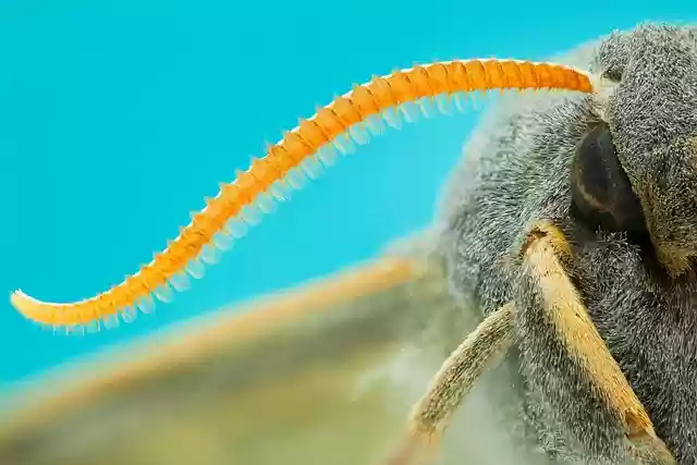 Free download motte insect sensor fauna wildlife free picture to be edited with GIMP free online image editor