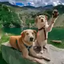 Mountain Adventure Pals  screen for extension Chrome web store in OffiDocs Chromium